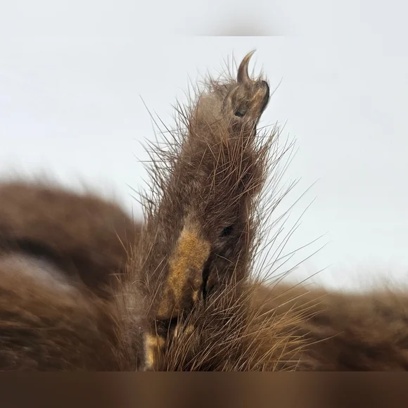 Vintage Mink Fur Whole Body Pelt Stole Collar Wrap Neck Shrug Clip Brown 30" - Picture 16 of 16